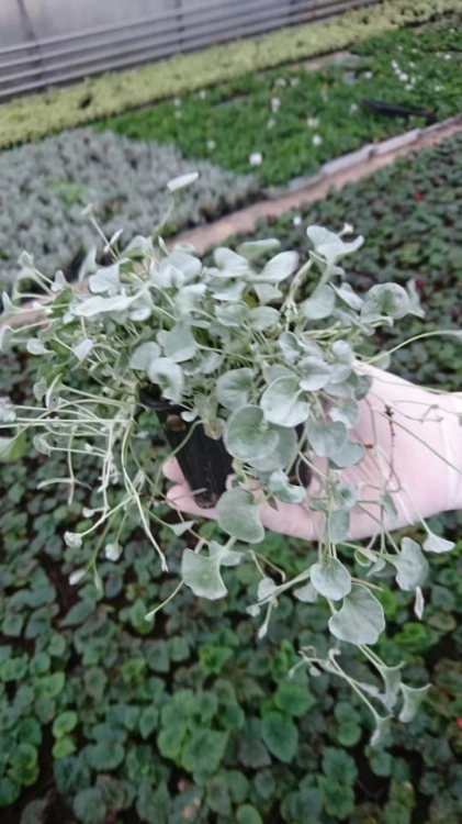 dichondra srebrzysta SILVER FALLS p9