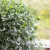 dichondra srebrzysta SILVER FALLS p9