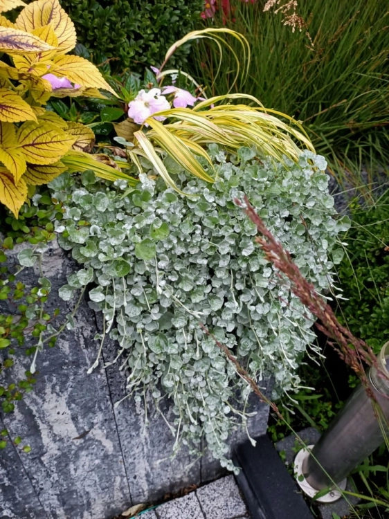 dichondra srebrzysta SILVER FALLS p9