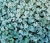 dichondra srebrzysta SILVER FALLS p9