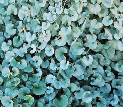 dichondra srebrzysta SILVER FALLS p9