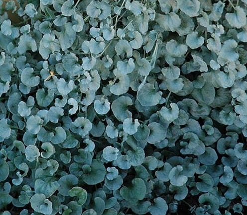 dichondra srebrzysta SILVER FALLS p9