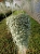dichondra srebrzysta SILVER FALLS p9