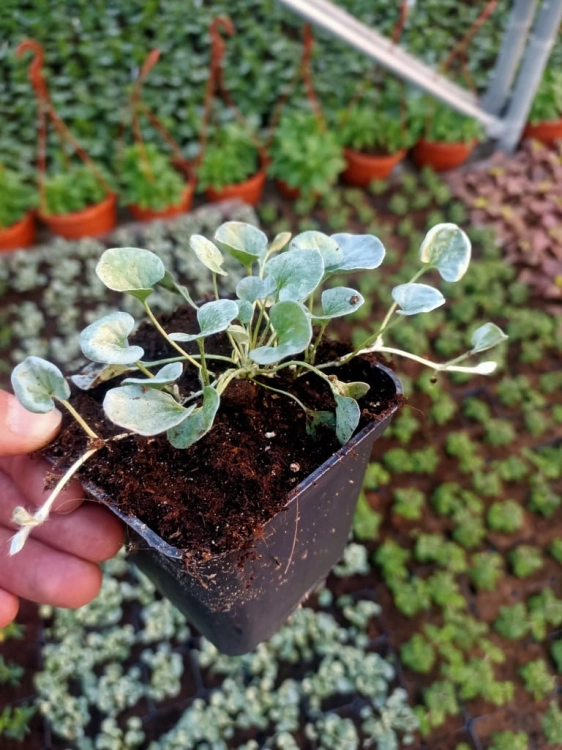 dichondra srebrzysta SILVER FALLS p9