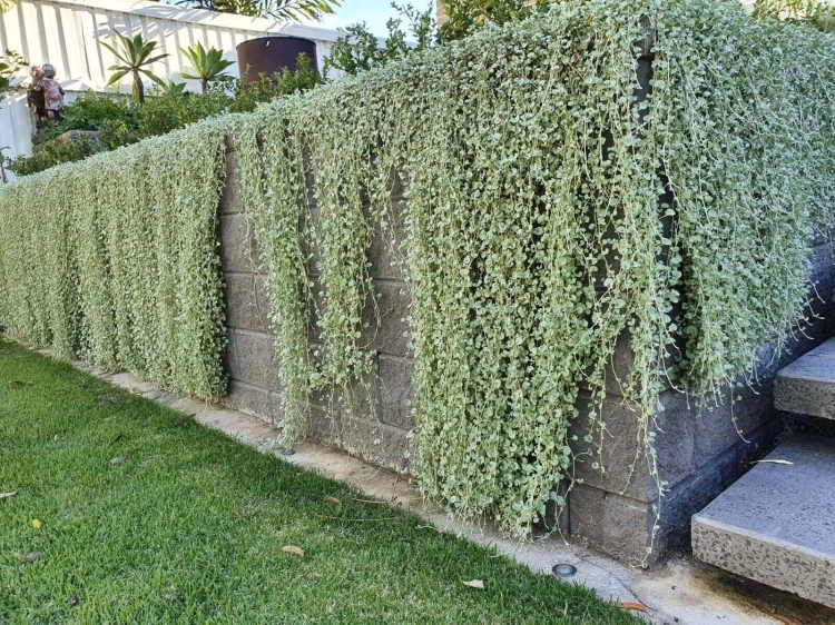 dichondra srebrzysta SILVER FALLS p9