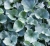 dichondra srebrzysta SILVER FALLS p9