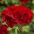 Pelargonia Calliope Dark Red p9