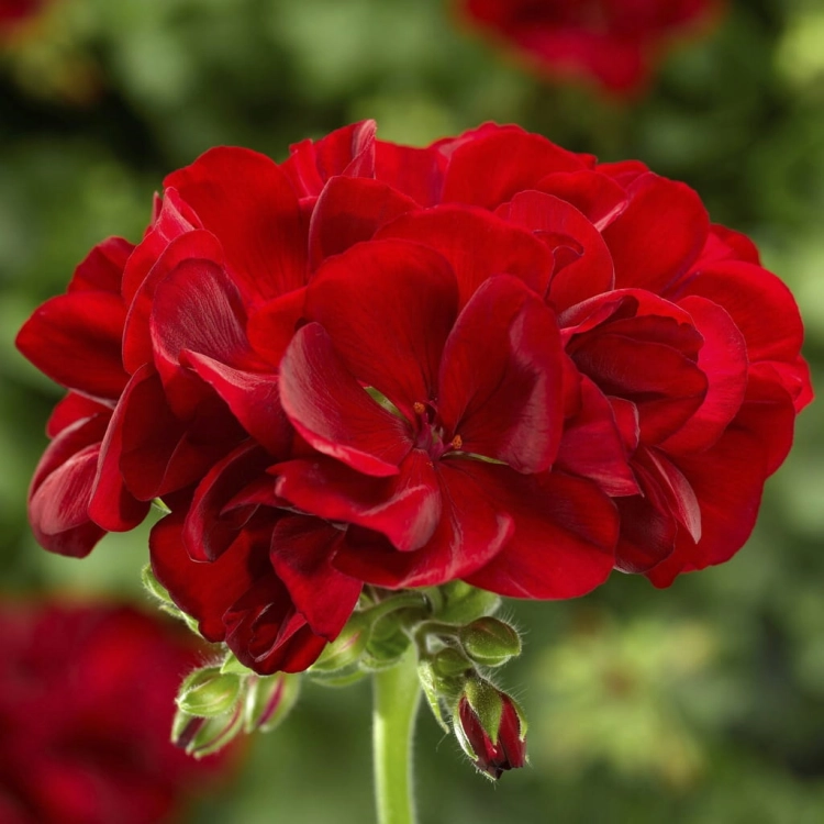 Pelargonia Calliope Dark Red p9