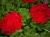 Pelargonia Calliope Dark Red p9