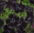 SURFINIA PETUNIA BLACK RAY p9