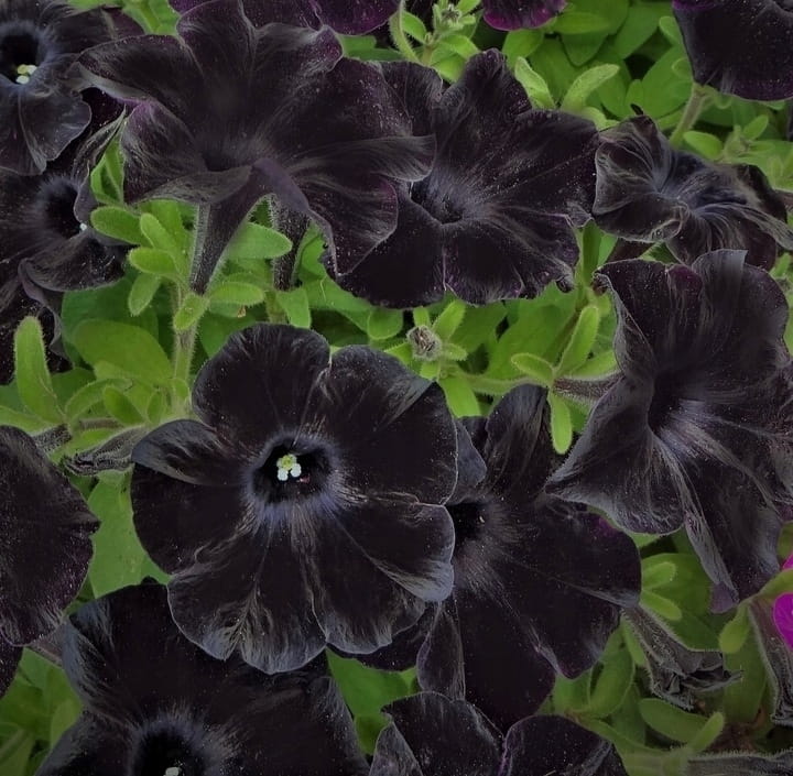 SURFINIA PETUNIA BLACK RAY p9