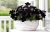 SURFINIA PETUNIA BLACK RAY p9