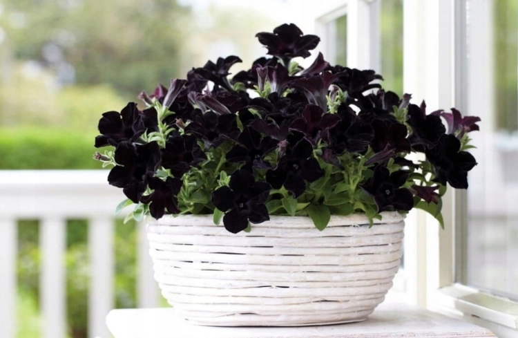 SURFINIA PETUNIA BLACK RAY p9