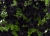 SURFINIA PETUNIA BLACK RAY p9