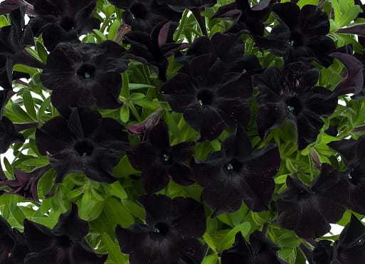 SURFINIA PETUNIA BLACK RAY p9