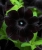 SURFINIA PETUNIA BLACK RAY p9