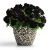 SURFINIA PETUNIA BLACK RAY p9