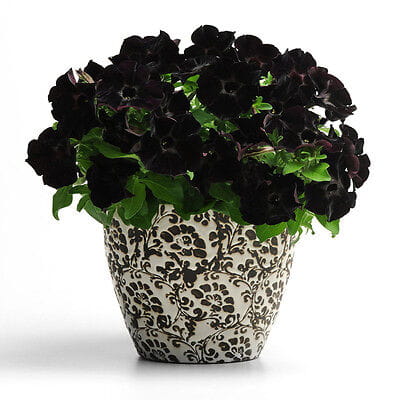 SURFINIA PETUNIA BLACK RAY p9