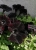 SURFINIA PETUNIA BLACK RAY p9