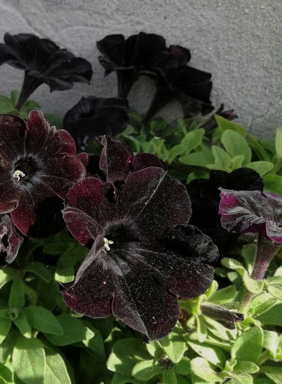 SURFINIA PETUNIA BLACK RAY p9