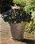 SURFINIA PETUNIA BLACK RAY p9