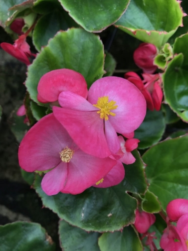 BEGONIA STALE KWITNĄCA RÓŻOWA