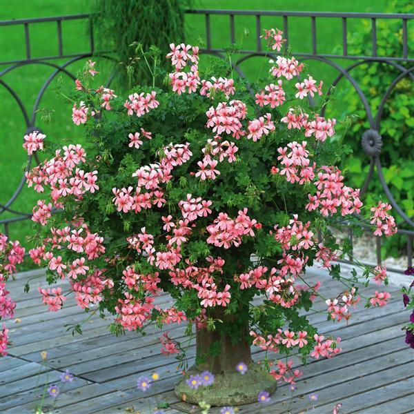 Pelargonia bluszczolistna - zwisająca BALCON PINK p7