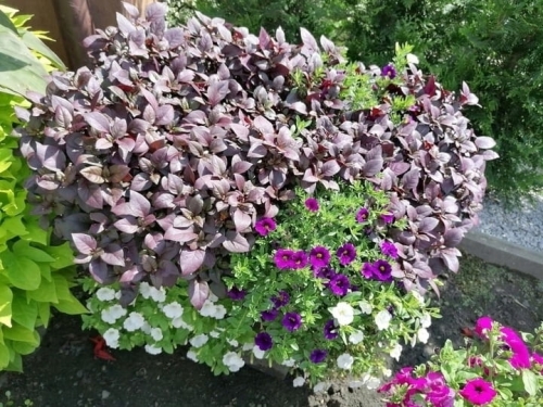 Alternanthera purple p9