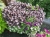 Alternanthera purple p9