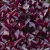 Alternanthera purple p9