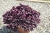 Alternanthera purple p9