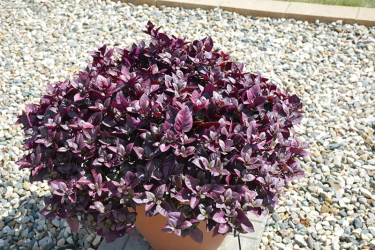 Alternanthera purple p9