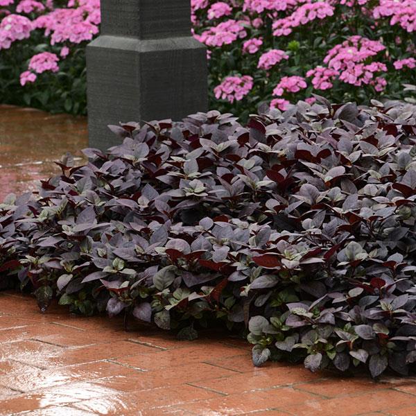 Alternanthera purple p9