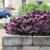 Alternanthera purple p9