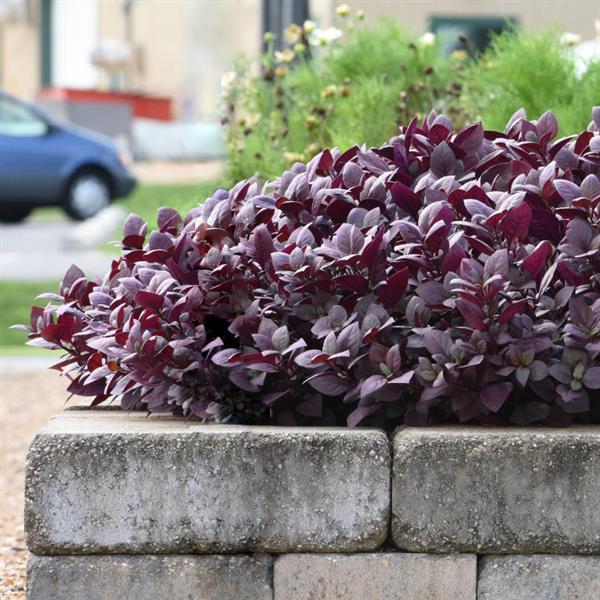 Alternanthera purple p9