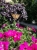 Alternanthera purple p9