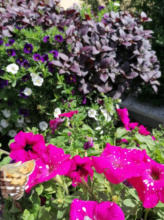Alternanthera purple p9