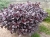 Alternanthera purple p9
