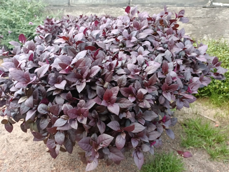 Alternanthera purple p9