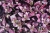 Alternanthera purple p9