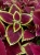 KOLEUS, COLEUS - czerwony p9
