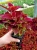 KOLEUS, COLEUS - czerwony p9