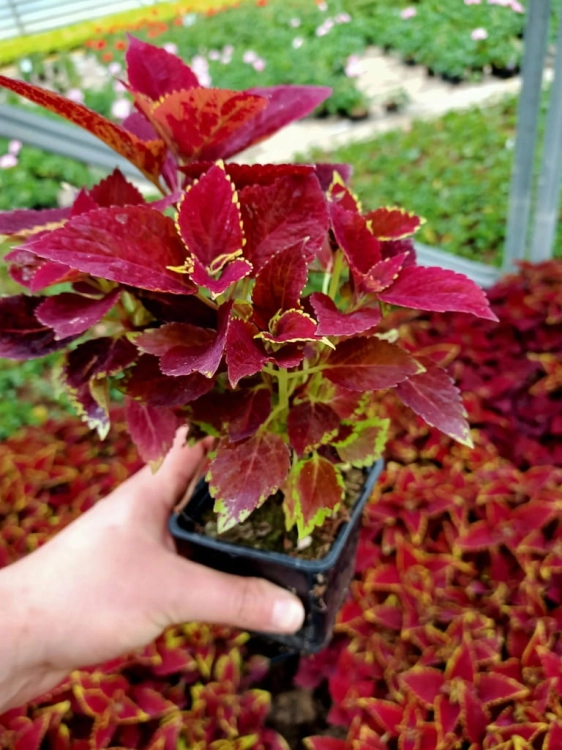 KOLEUS, COLEUS - czerwony p9