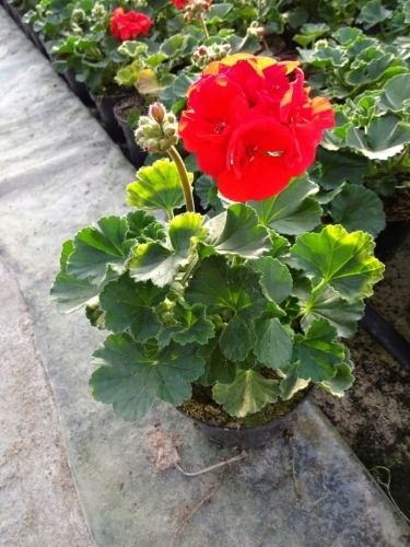 Pelargonia Rabatowa CZERWONA Fernando c12