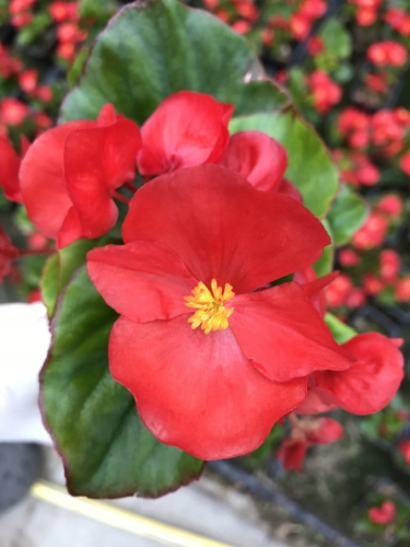 BEGONIA STALE KWITNĄCA CZERWONA