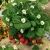 Truskawka ozdobna Fragoo® White 'Beltran' p9