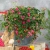 Truskawka ozdobna Fragoo® Hot Pink 'Frisan p9