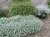 Kocanka helichrysum p9