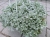 Kocanka helichrysum p9