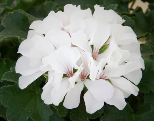 Pelargonia MARCADA WHITE P9